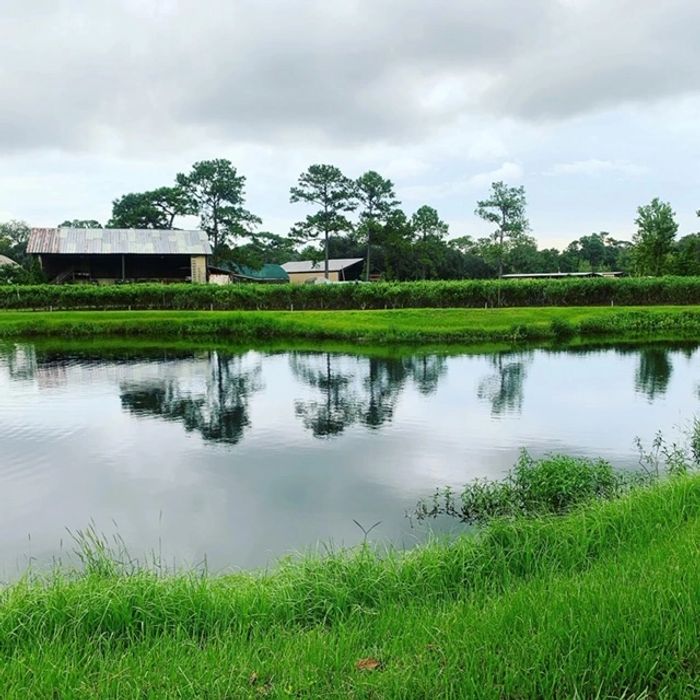 Williams Blueberry Farm Blueberry Farm, UPick Blueberries